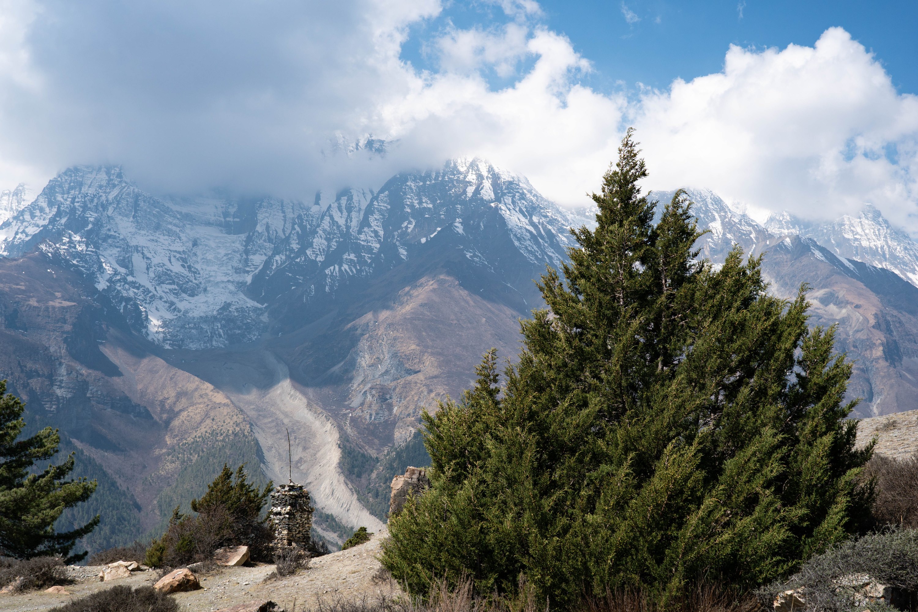 Junipers trees, in the backgroun Annapurna III (1).jpg
